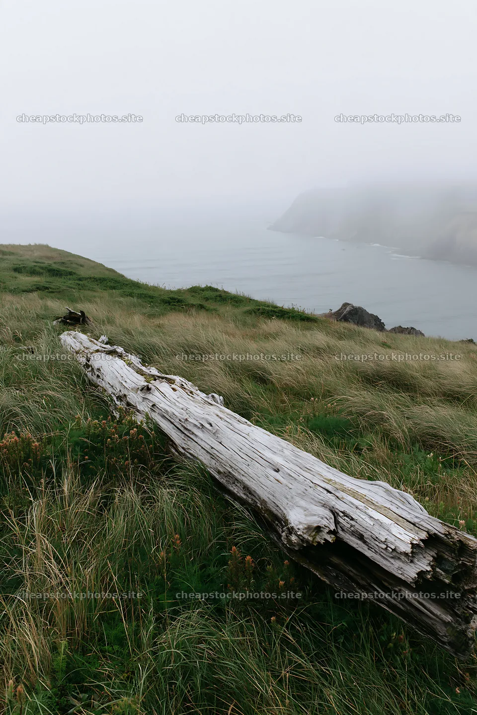 Weathered log on grassy meadow near coastal cliffs  stock photos 6480x9722