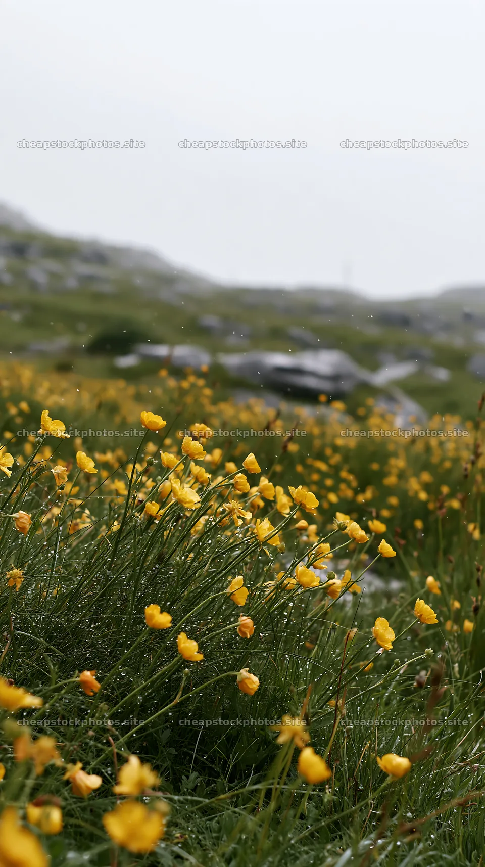 Colorful buttercup meadow