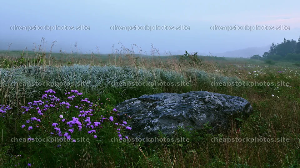 Meadow border with woodland copy space  stock photos 9722x6480