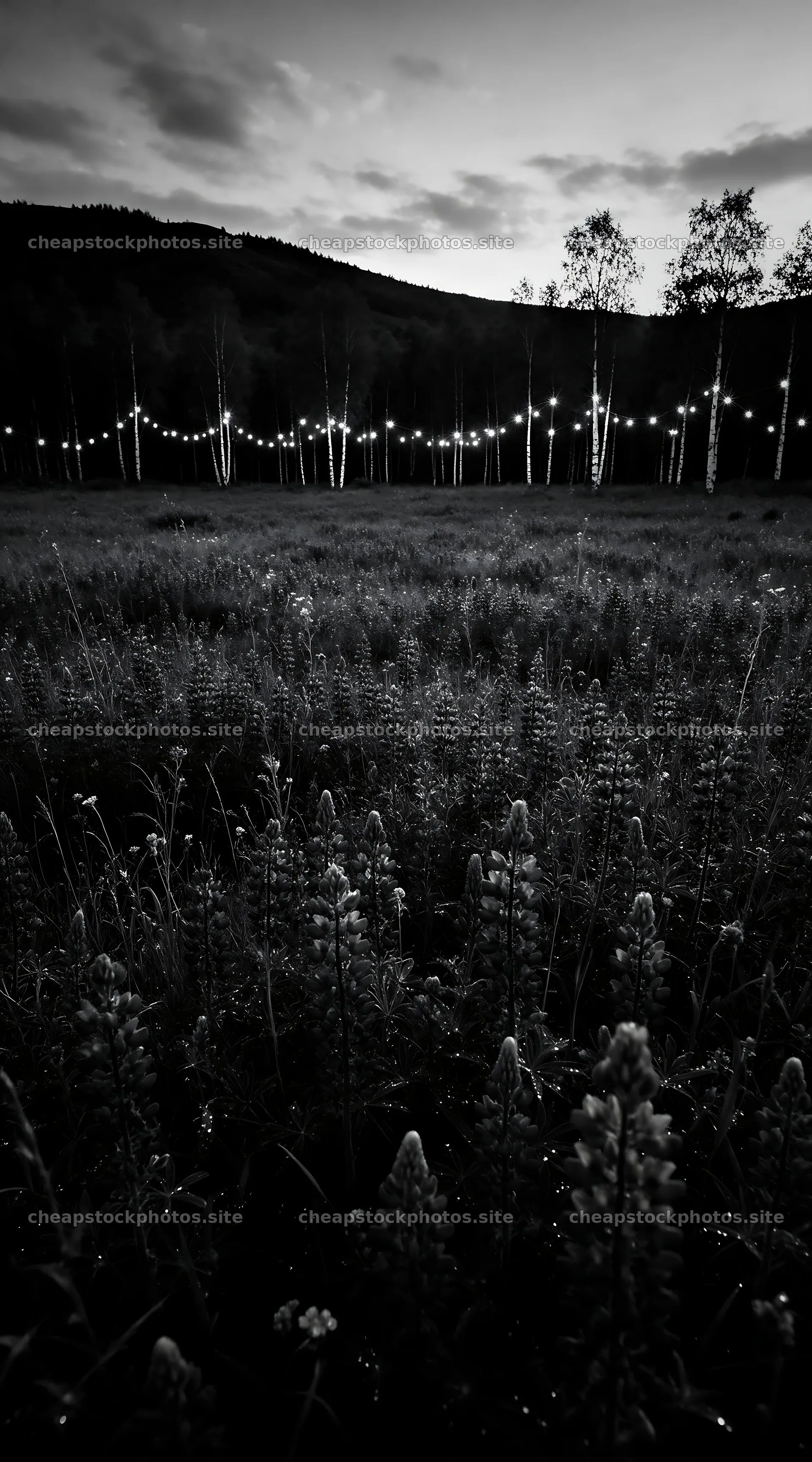 Vibrant Christmas lights glowing in a meadow at dusk