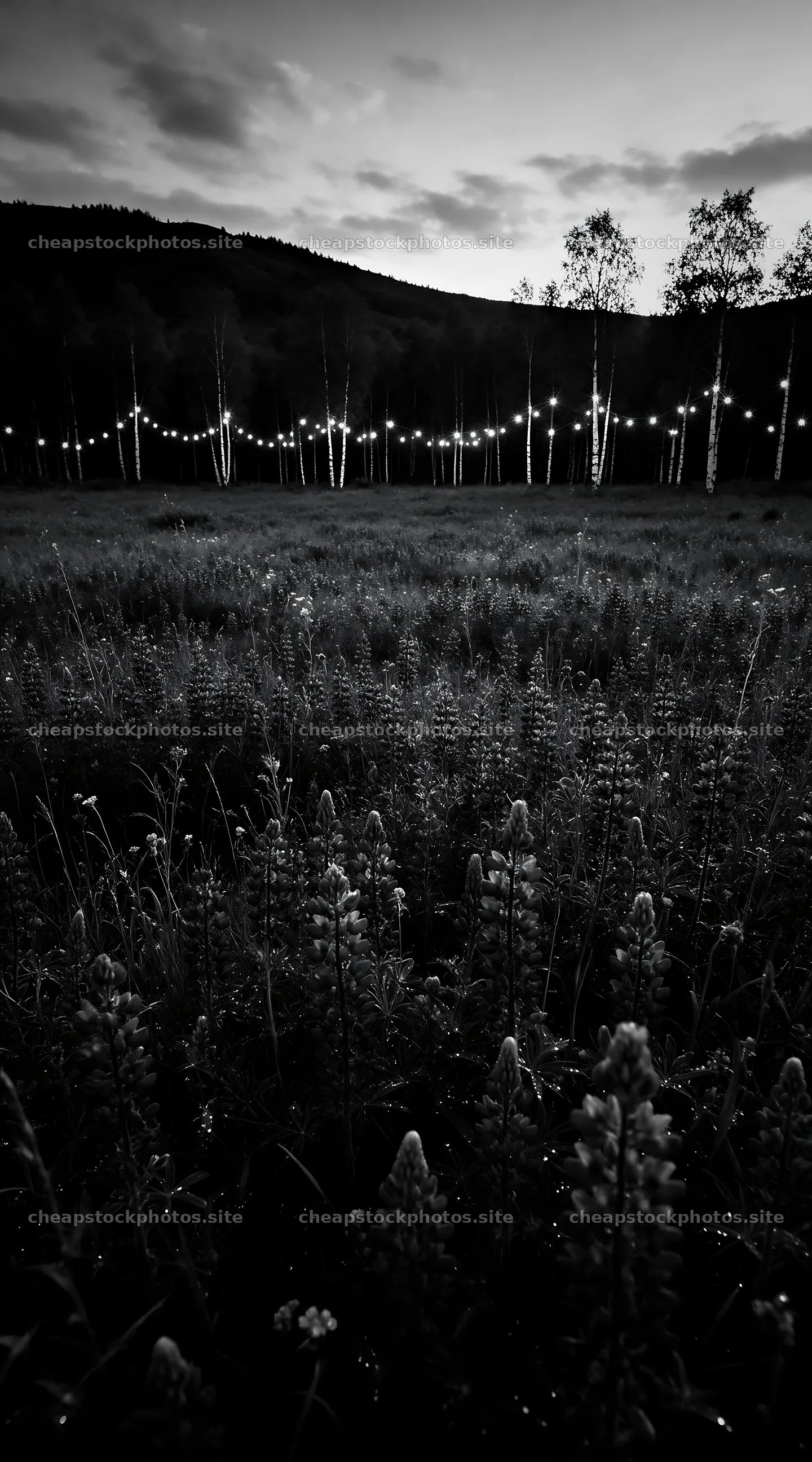 Vibrant Christmas lights glowing in a meadow at dusk