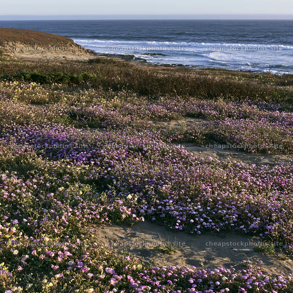 Coastal meadow with wildflowers near the ocean – stock photos 7938x7938