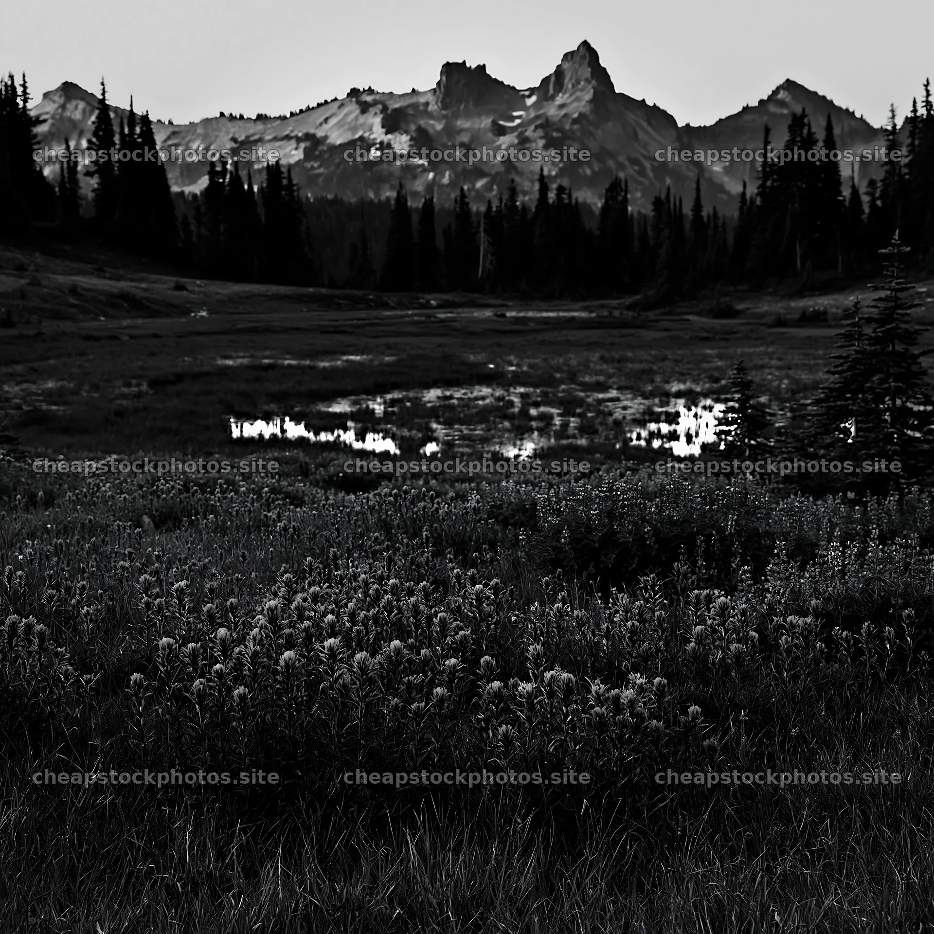 Mount Rainier paintbrush lupine meadow with mountains in background – stock photos 7938x7938