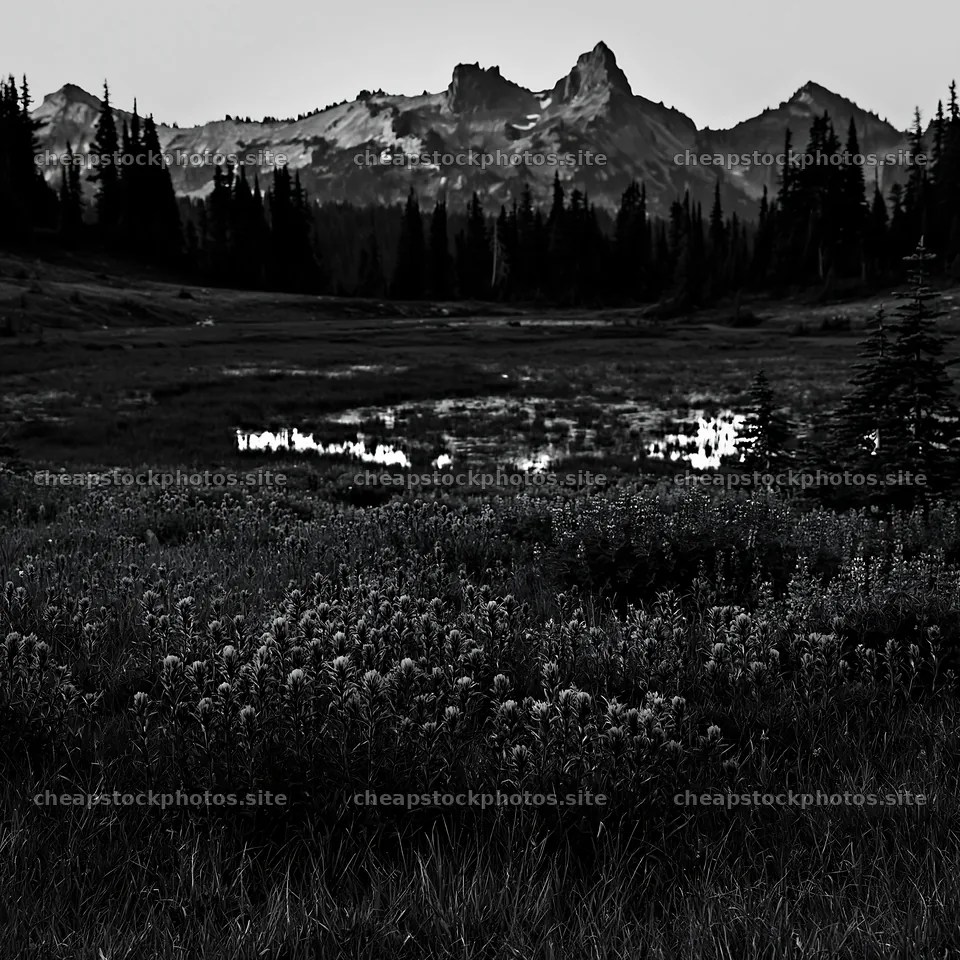 Mount Rainier paintbrush lupine meadow with mountains in background – stock photos 7938x7938