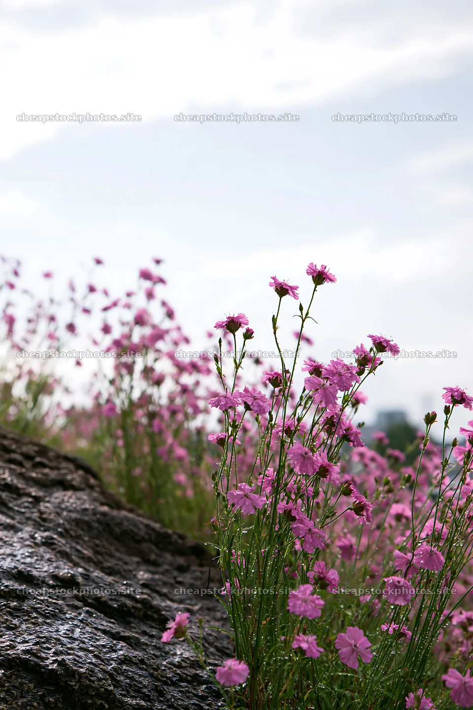 Hiroshima rocky meadow with pink flowers in the rain – stock photos 6480x9722