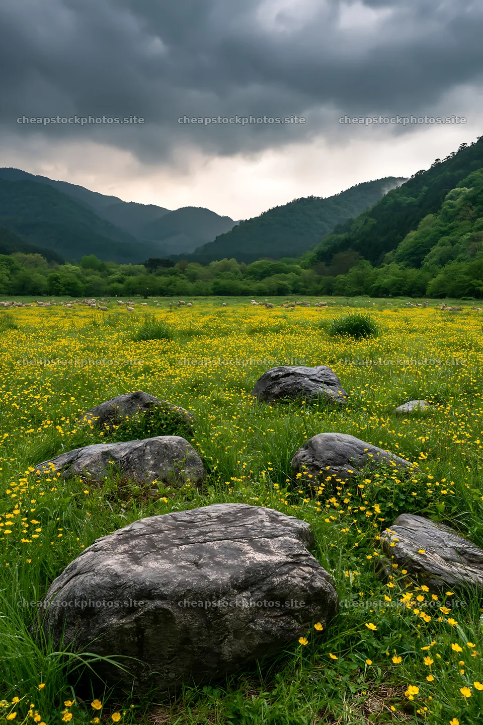 Wildflower meadow with stone foreground in Kyoto spring – stock photos 6480x9722