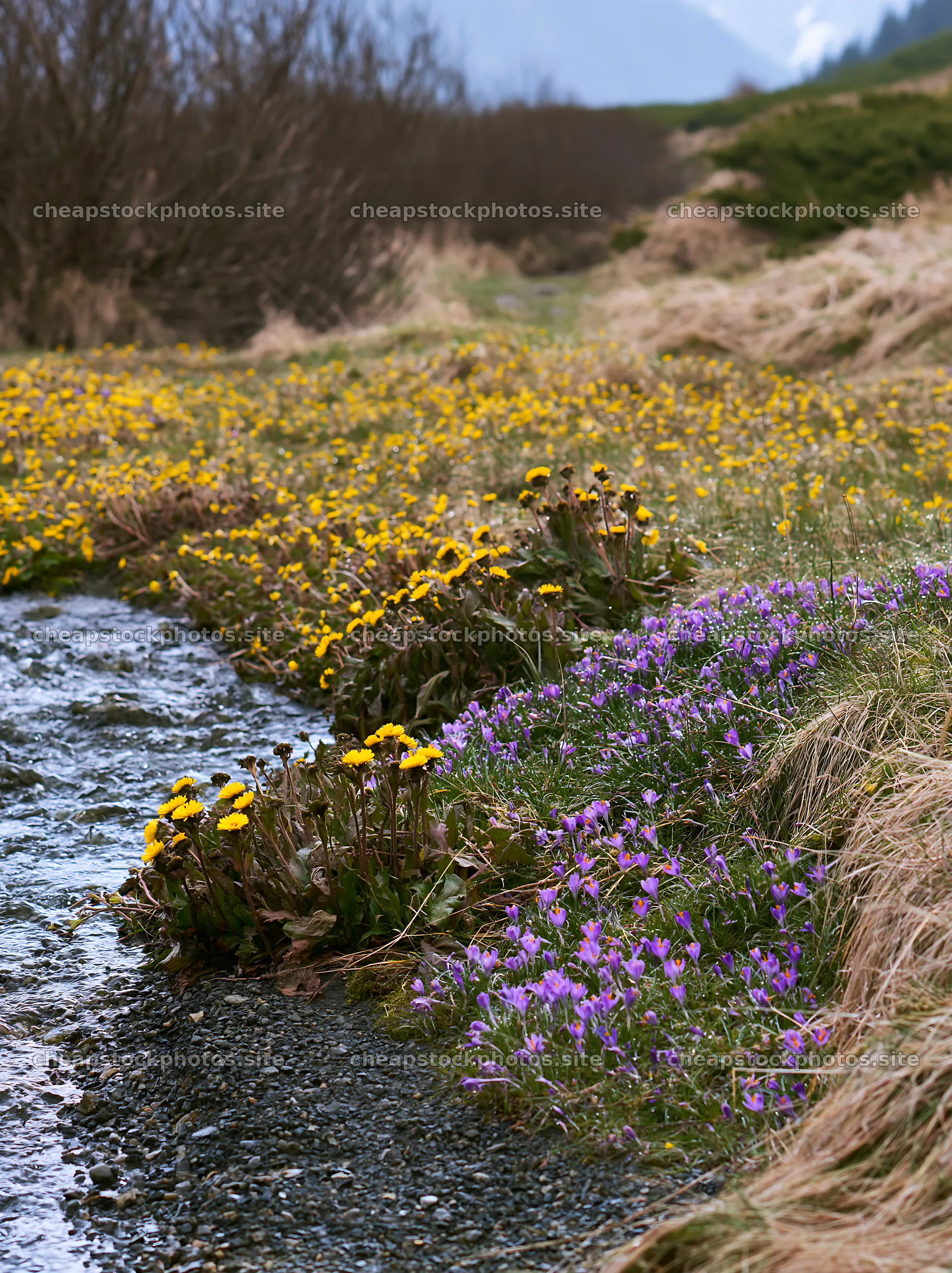 Meadow flowers near stream in Tatra mountains during spring – stock photos 6866x9174