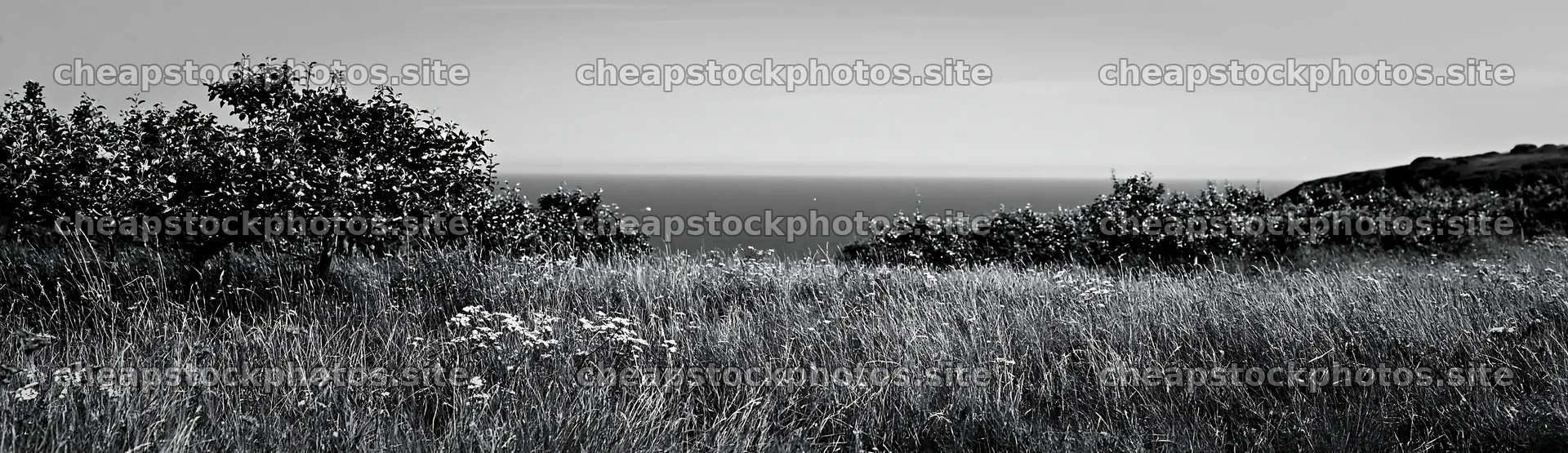 Seaside orchard meadow with trees and blue ocean in background – stock photos 14762x4268