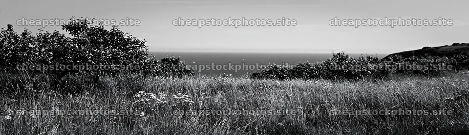 Seaside orchard meadow with trees and blue ocean in background – stock photos 14762x4268
