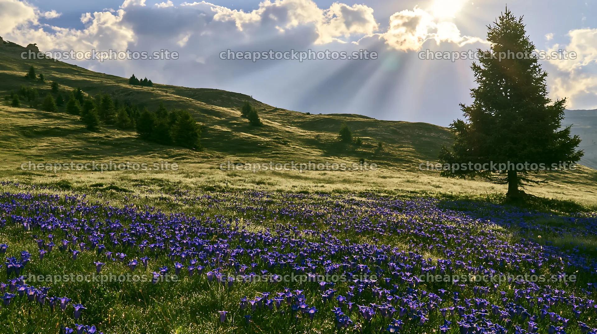 Christmas tree in meadow with rays of light – stock photos 10608x5938