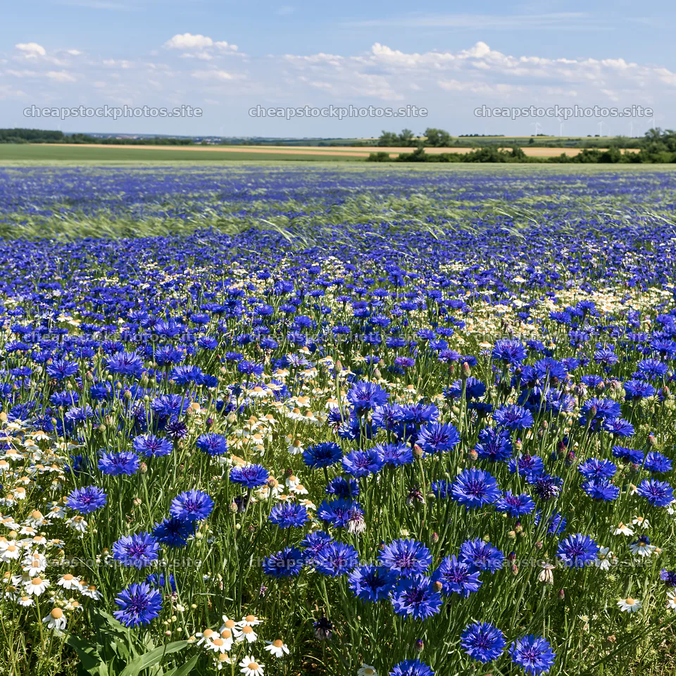 Colorful cornflower meadow in a bright landscape with flowers – stock photos 7938x7938