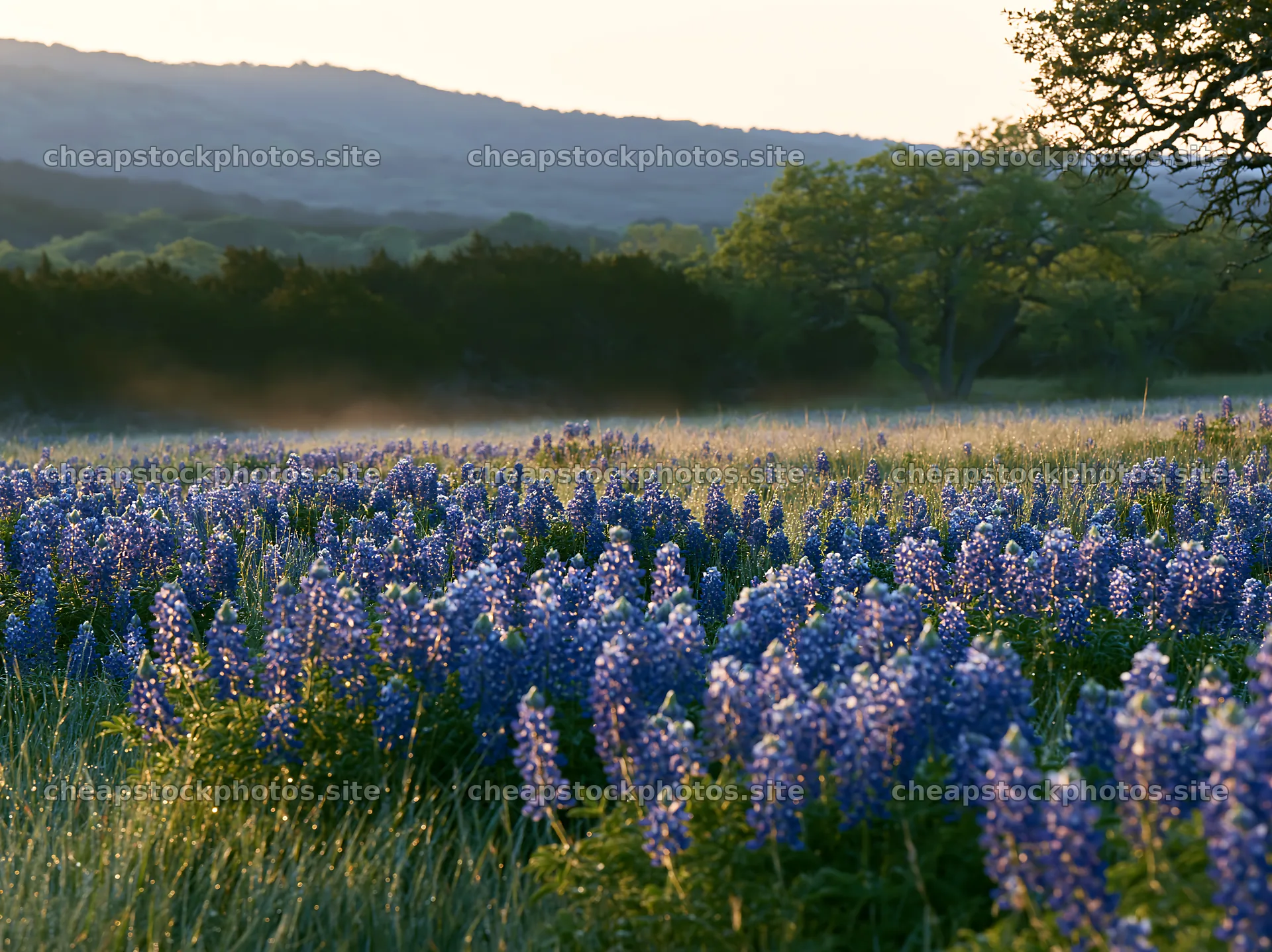 Bluebonnet meadow sunrise with hills in the background – stock photos 9174x6866