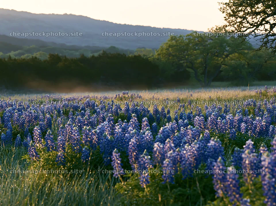 Bluebonnet meadow sunrise with hills in the background – stock photos 9174x6866