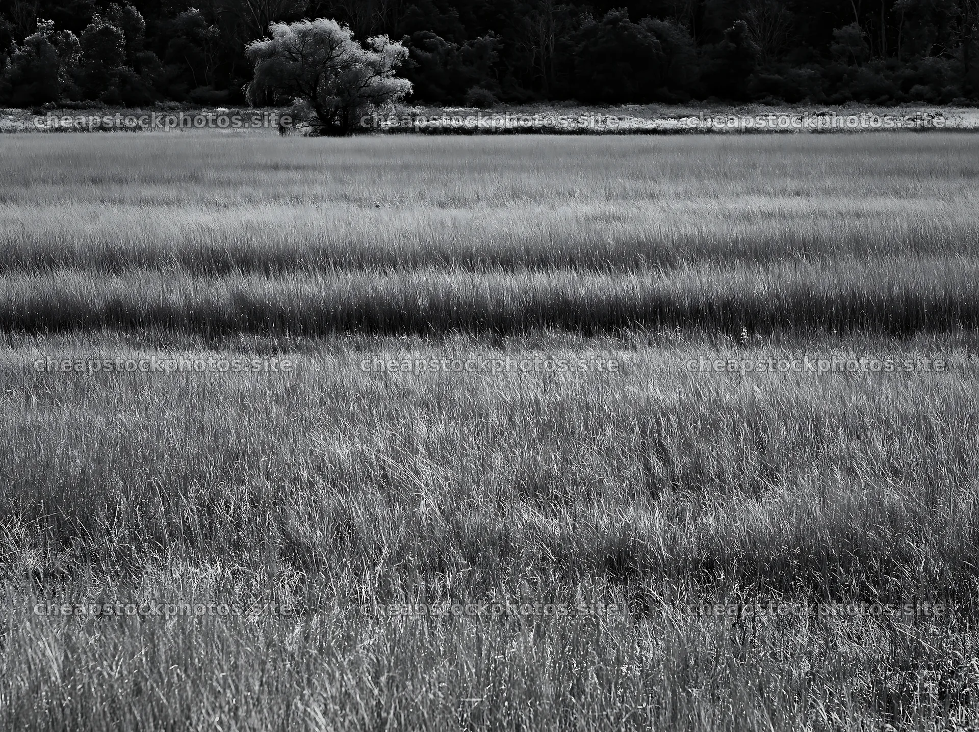 Autumn meadow grasses at woodland edge in black and white – stock photos 9174x6866