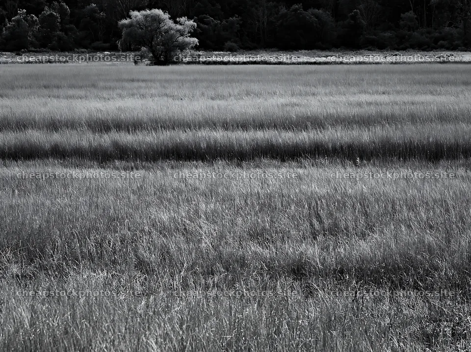 Autumn meadow grasses at woodland edge in black and white – stock photos 9174x6866