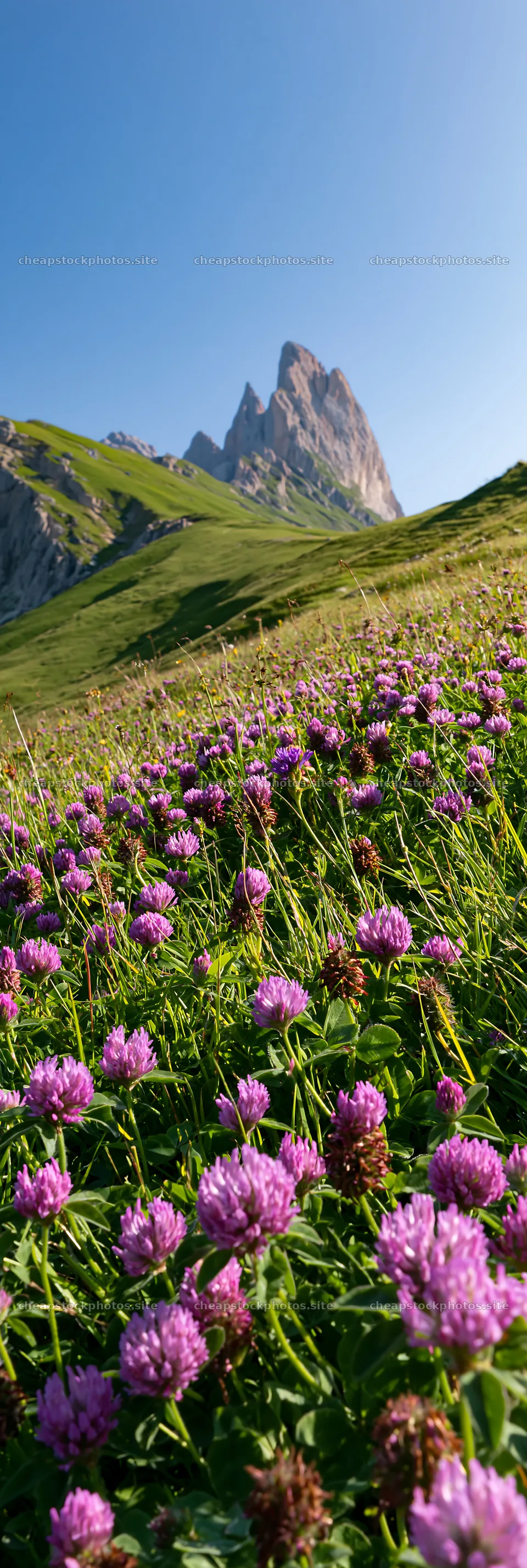 Colorful clover meadow with purple flowers and mountains in – stock photos 4602x13690
