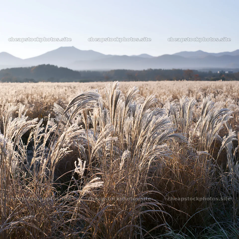 Hokkaido grass meadow seedheads shimmer in sunlight – stock photos 7938x7938