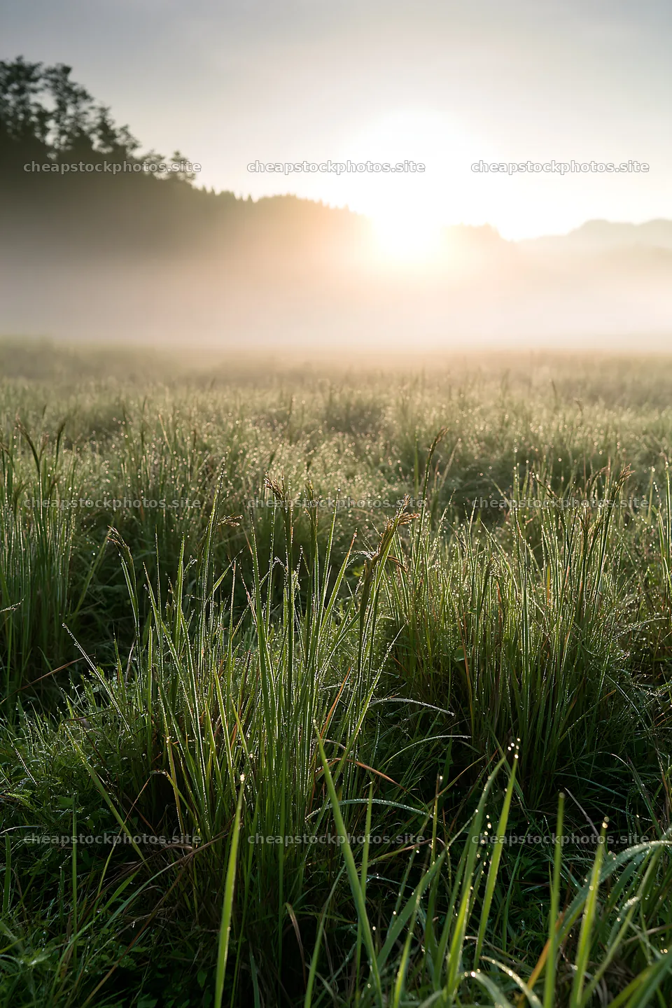Miyazaki sunrise in a dew covered meadow with sedges – stock photos 6480x9722
