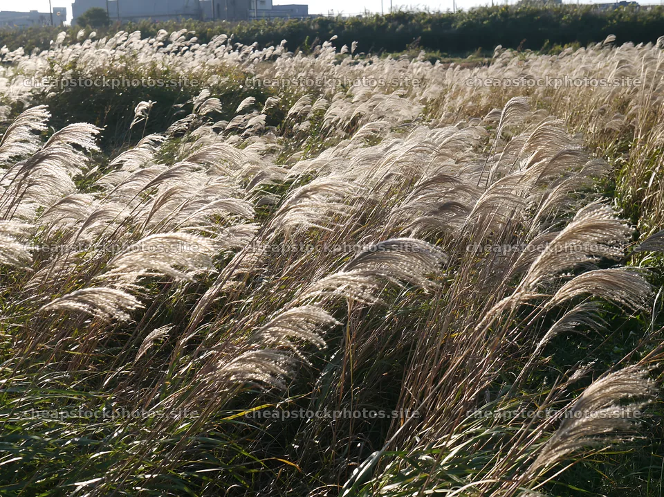 Tokyo urban biodiversity meadow with seedheads swaying in sunlight – stock photos 9174x6866