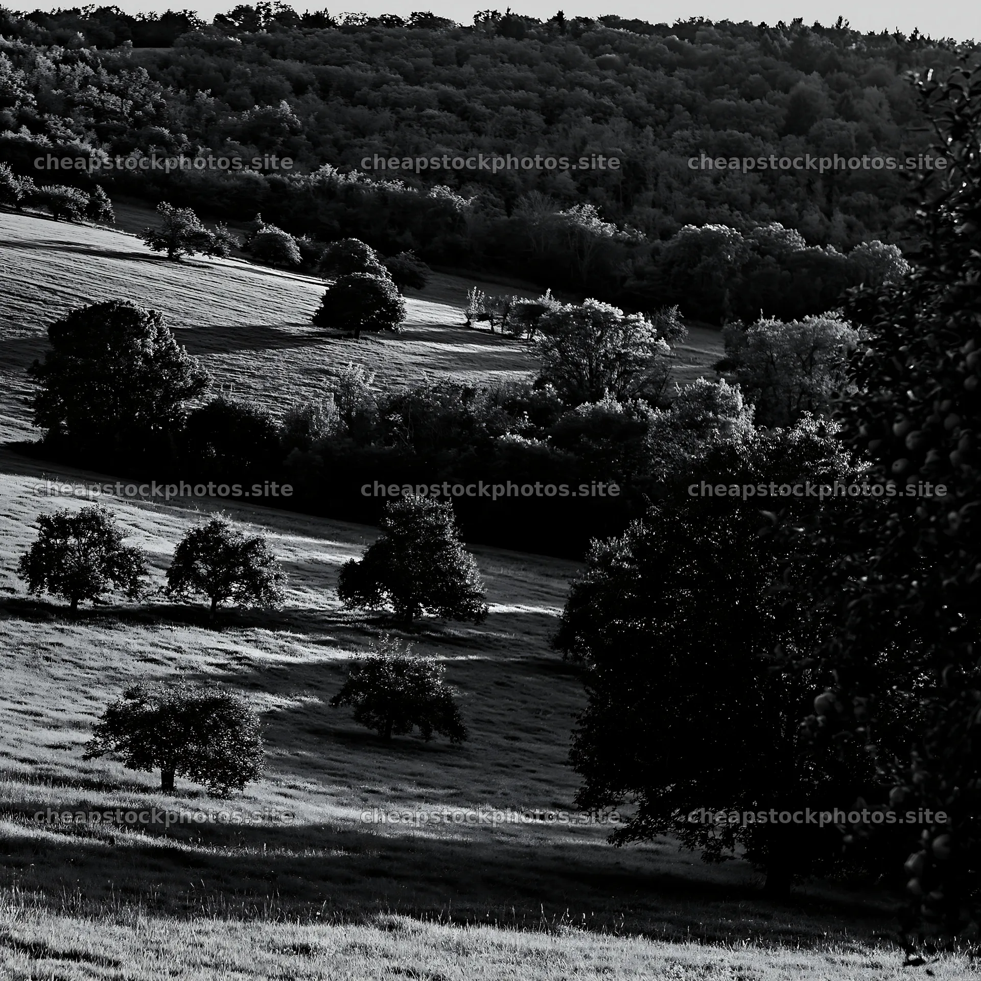 Apple meadow at sunset with trees and shadows – stock photos 7938x7938