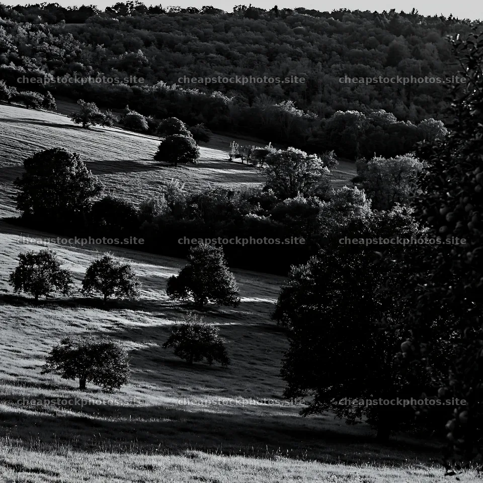 Apple meadow at sunset with trees and shadows – stock photos 7938x7938