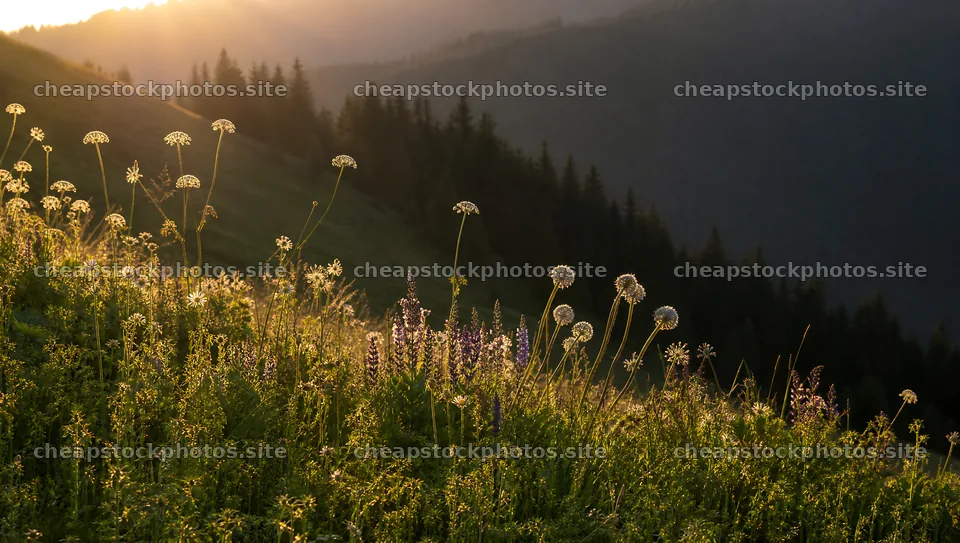 Biodiverse meadow with flowering plants at sunset – stock photos 10556x5968
