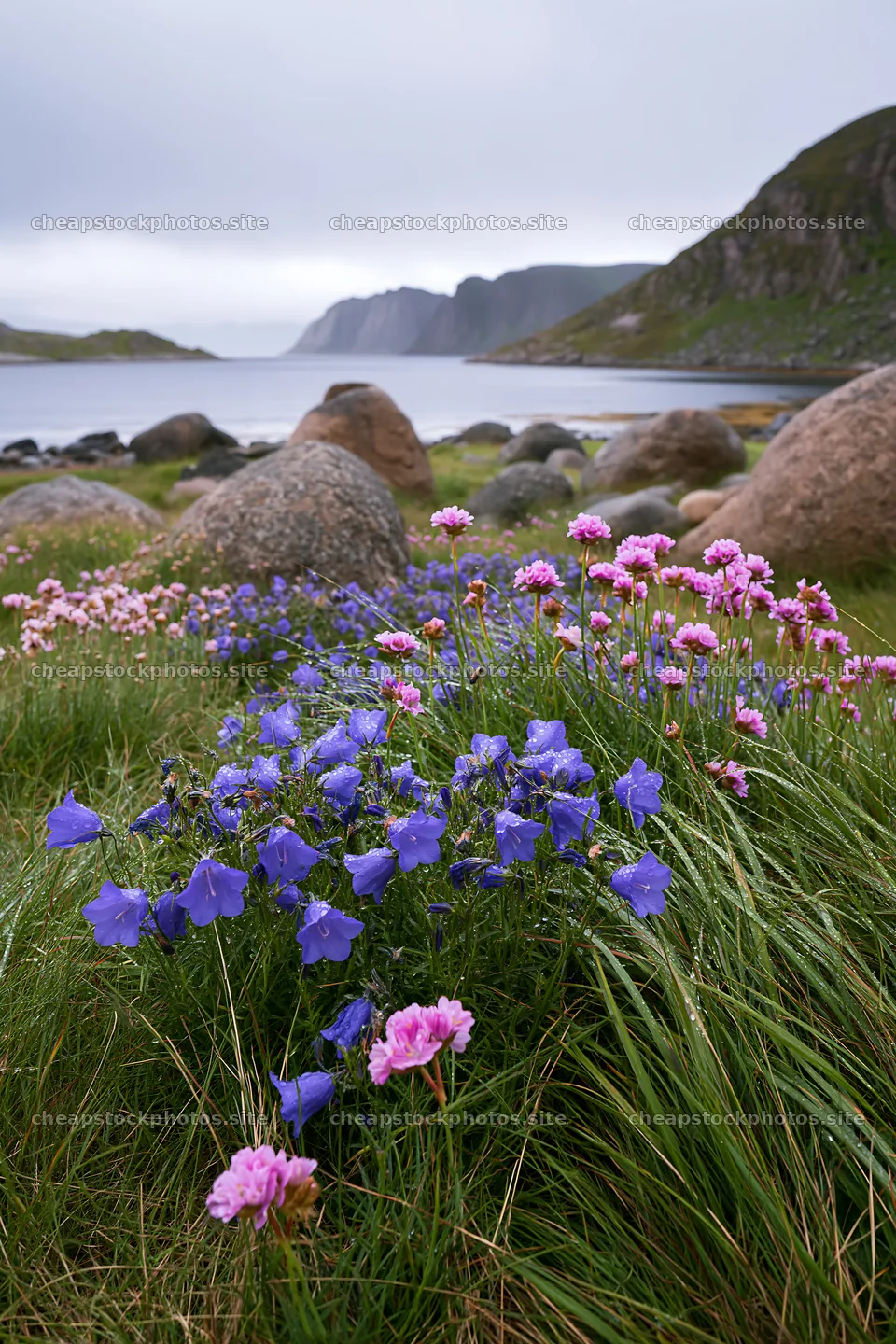 Meadow with boulders and wildflowers by the water – stock photos 6480x9722