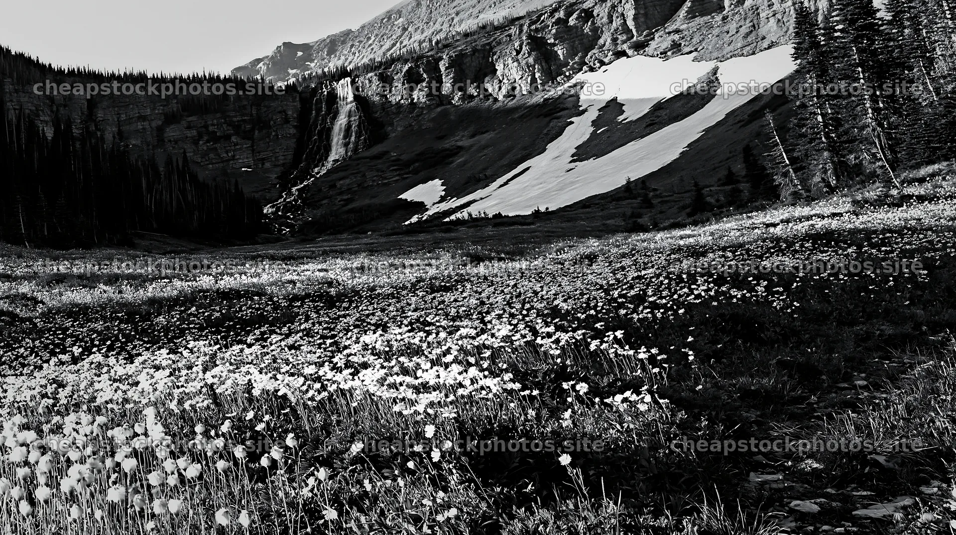 White wildflower meadow below waterfall with snow-capped peaks – stock photos 10608x5938