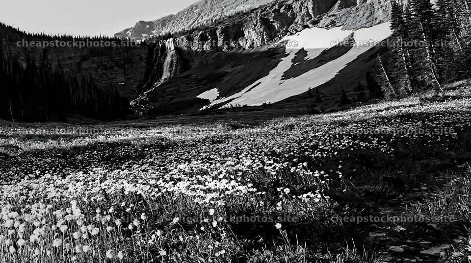 White wildflower meadow below waterfall with snow-capped peaks – stock photos 10608x5938