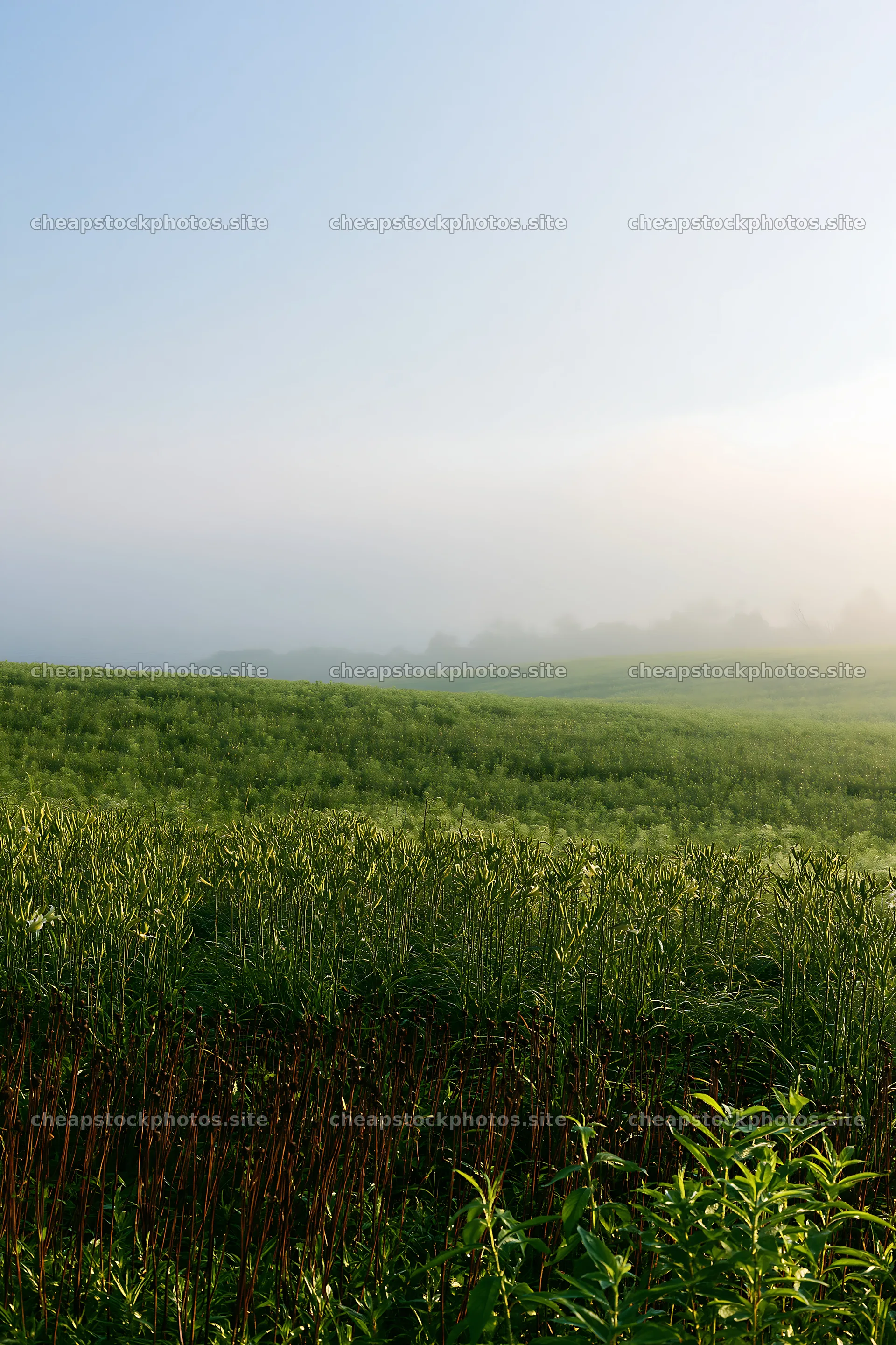 Expansive Hokkaido restoration meadow with dewdrops – stock photos 6480x9722