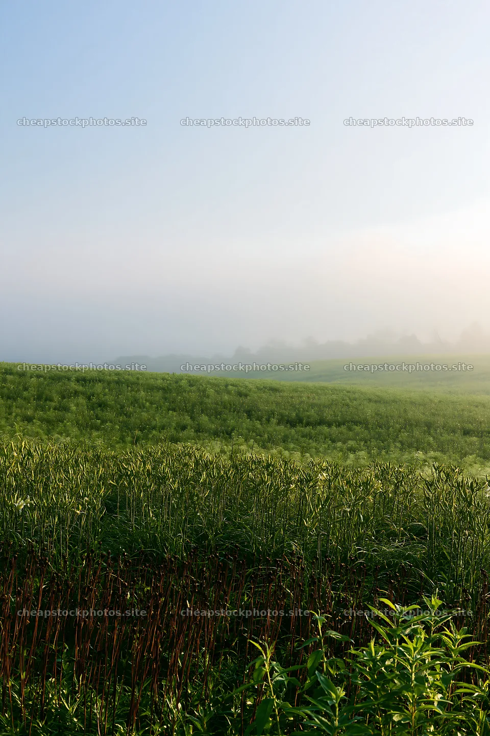 Expansive Hokkaido restoration meadow with dewdrops – stock photos 6480x9722
