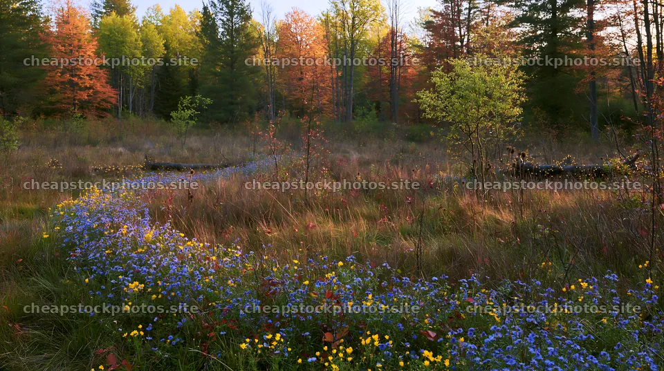 Expansive Christmas meadow with wet grasses and lights – stock photos 10608x5938