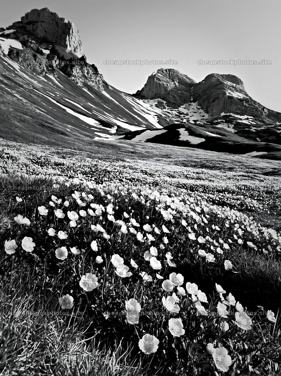 Swiss subalpine meadow with flowers in black and white – stock photos 6866x9174
