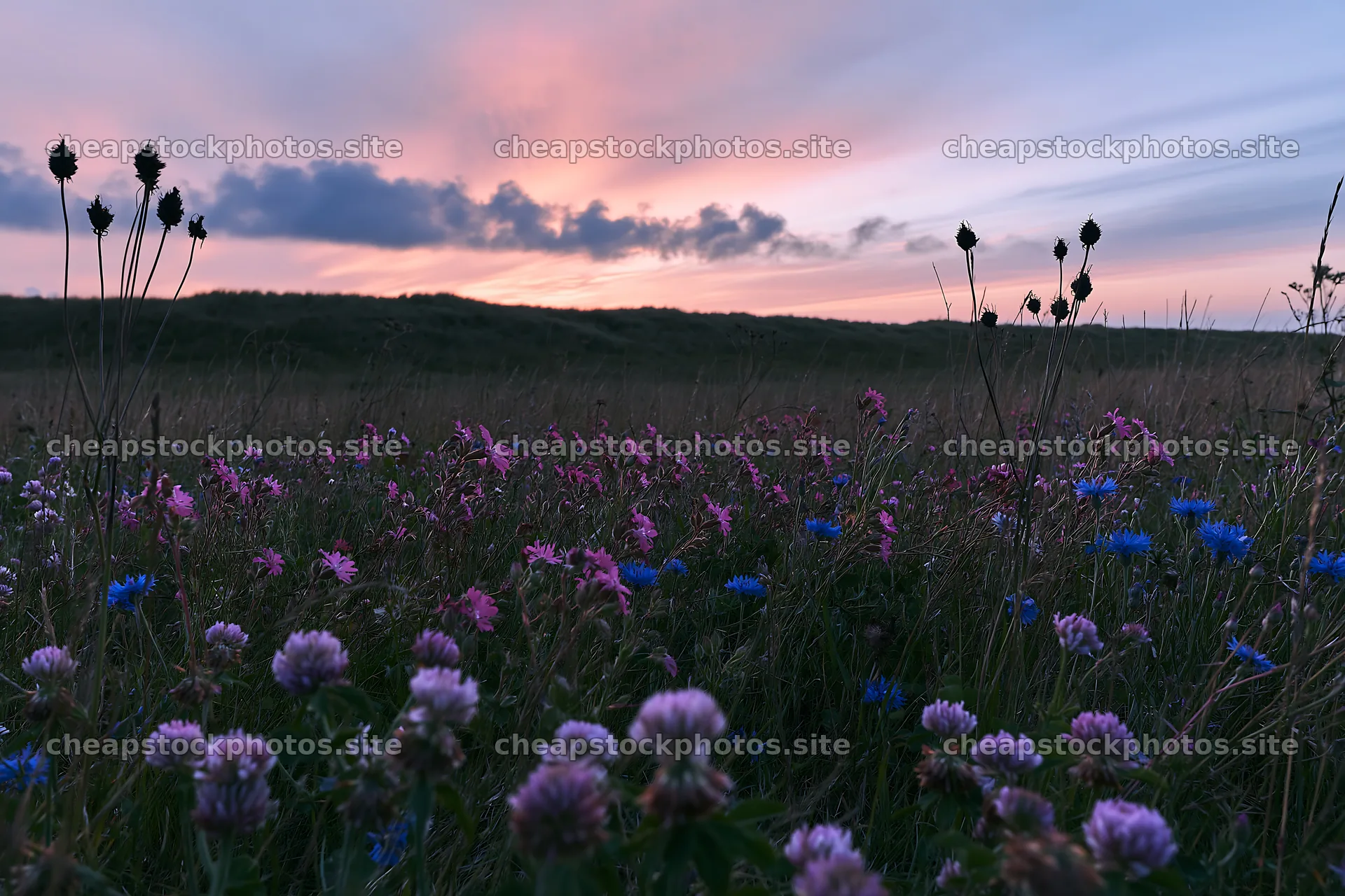 Colorful clover meadow under a pastel sky at dusk – stock photos 9722x6480