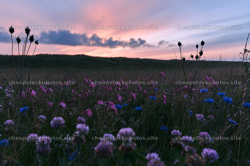 Colorful clover meadow under a pastel sky at dusk – stock photos 9722x6480