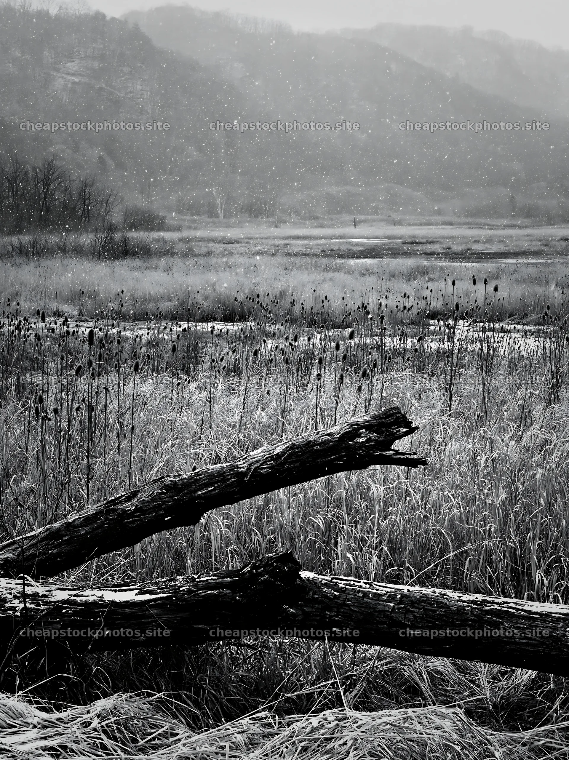 Yamagata rewilded meadow with fallen branch in the foreground – stock photos 6866x9174