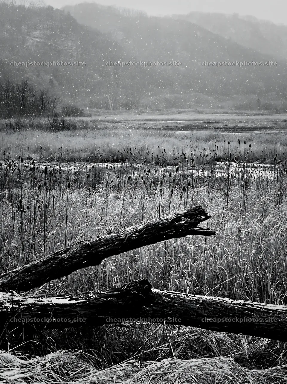 Yamagata rewilded meadow with fallen branch in the foreground – stock photos 6866x9174