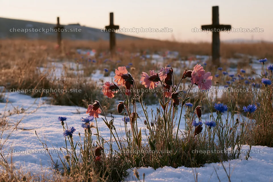 Multiple Christian crosses in snowy meadow with flowers – stock photos 9722x6480