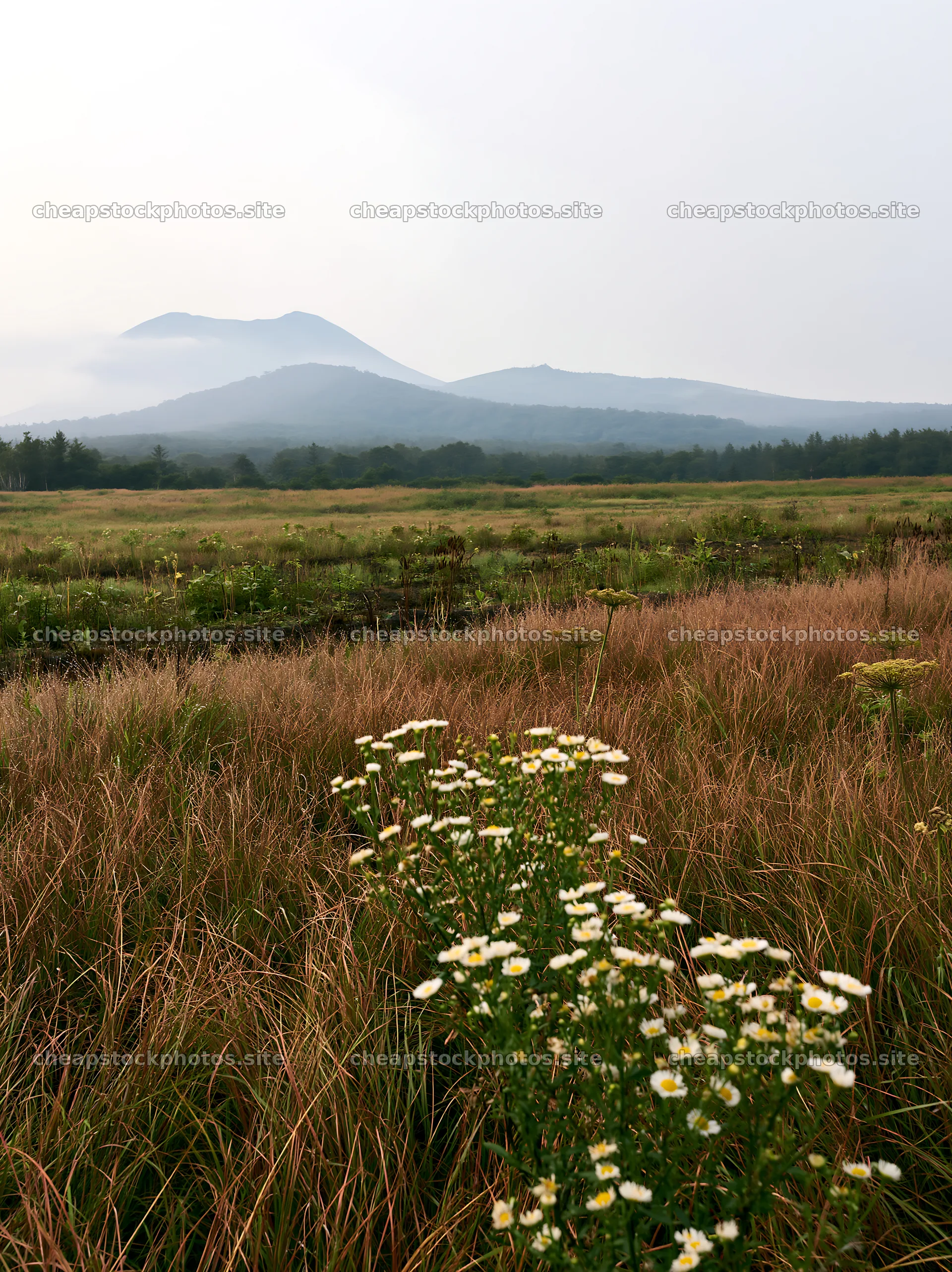 Expansive Hokkaido restoration meadow with dewdrops – stock photos 6866x9174