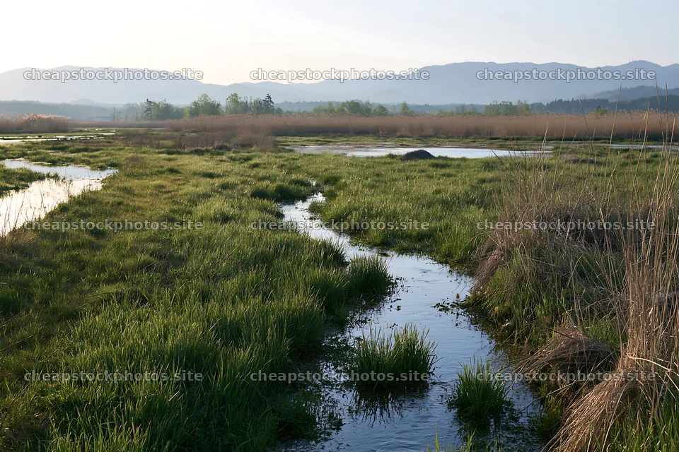 Shiga wetland meadow climate adaptation reeds display – stock photos 9722x6480