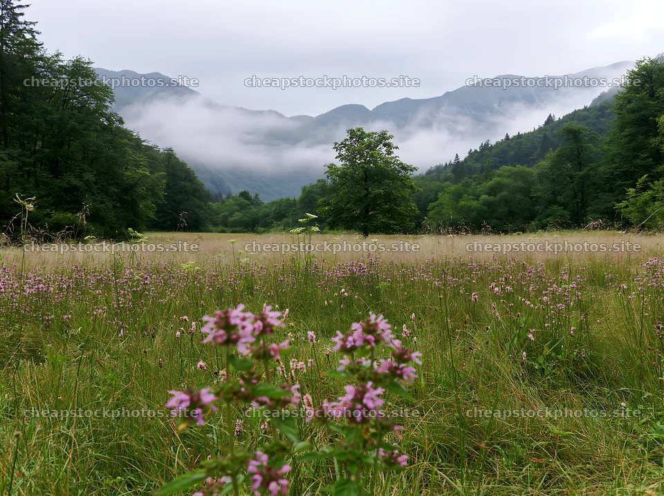 Biodiverse meadow with flowers and mountains in the background – stock photos 9174x6866