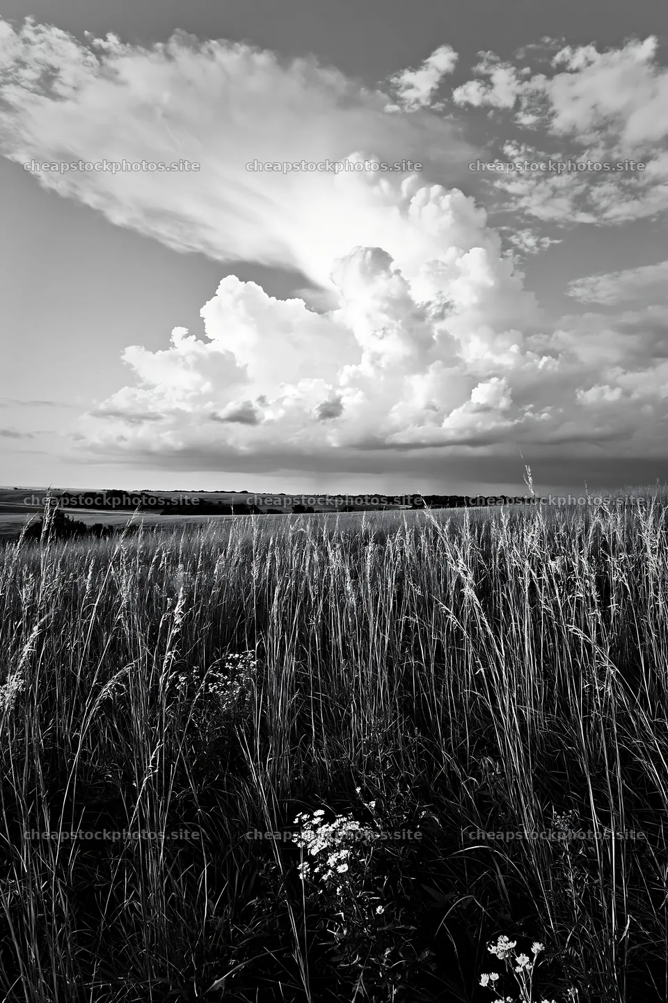 Seedhead meadow under a cloudy sky with tall grasses – stock photos 6480x9722