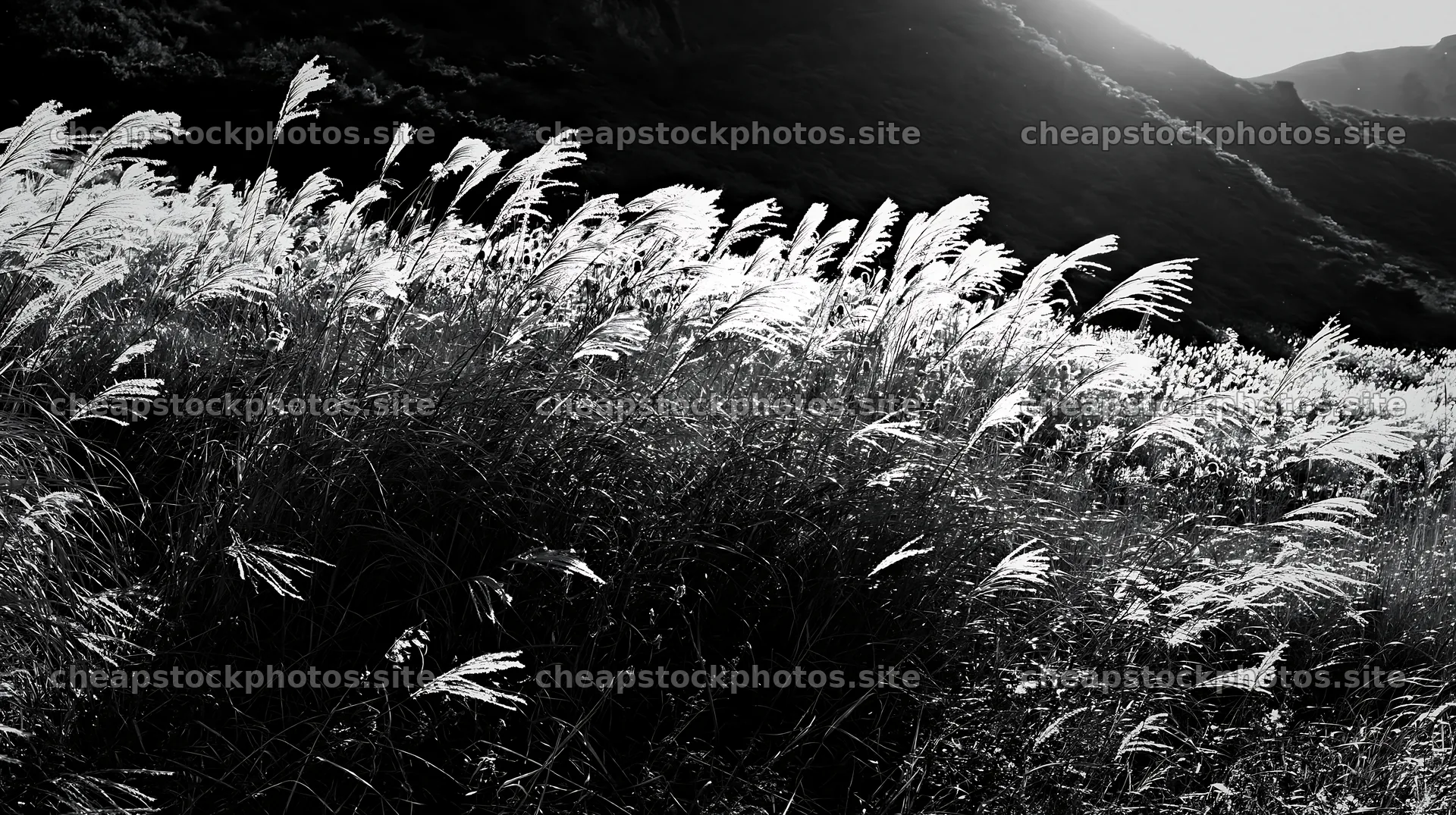 Meadow grass seedheads swaying in the breeze – stock photos 10608x5938