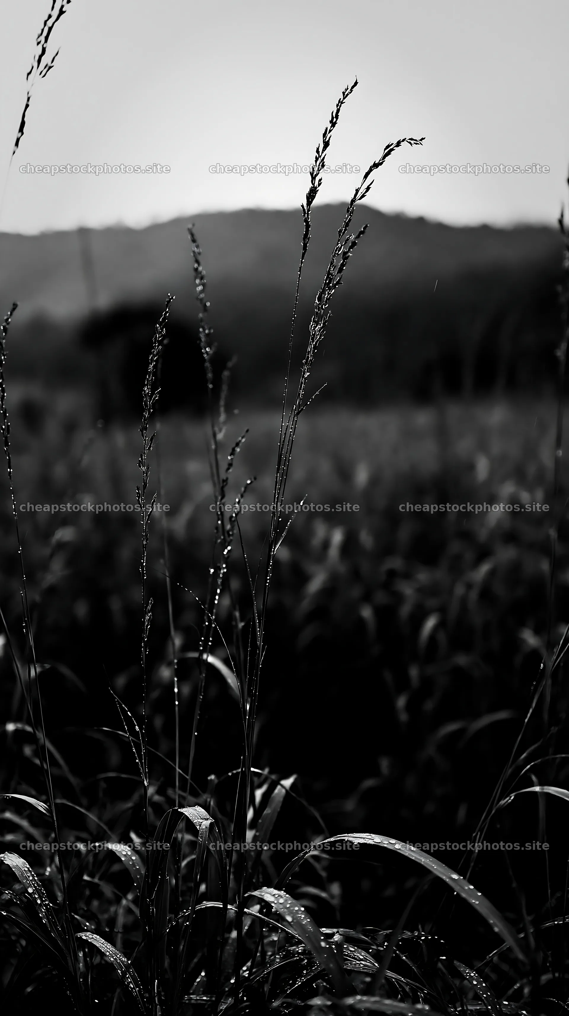 Kochi monsoon meadow rain beaded grasses – stock photos 5938x10608