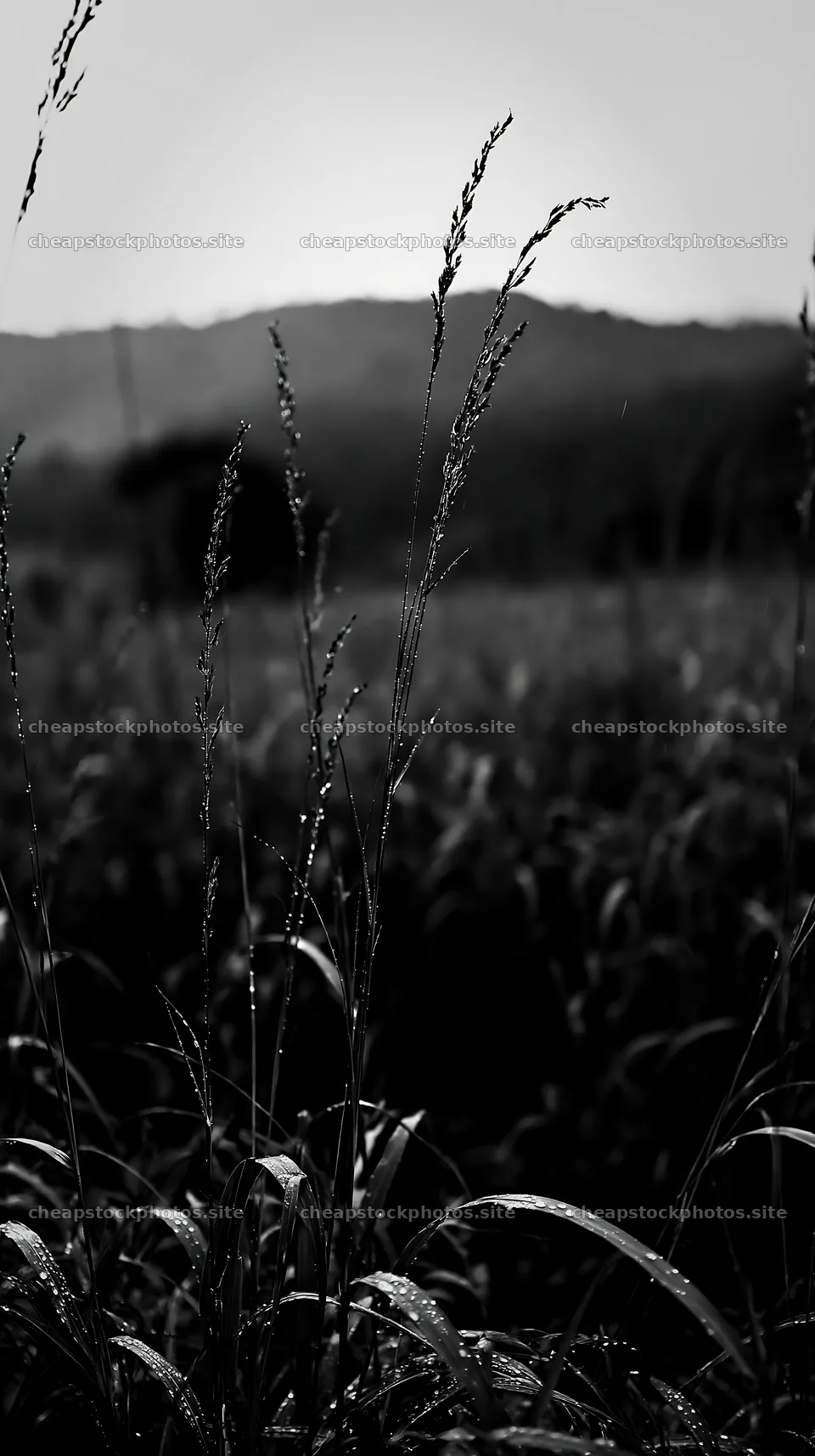 Kochi monsoon meadow rain beaded grasses – stock photos 5938x10608