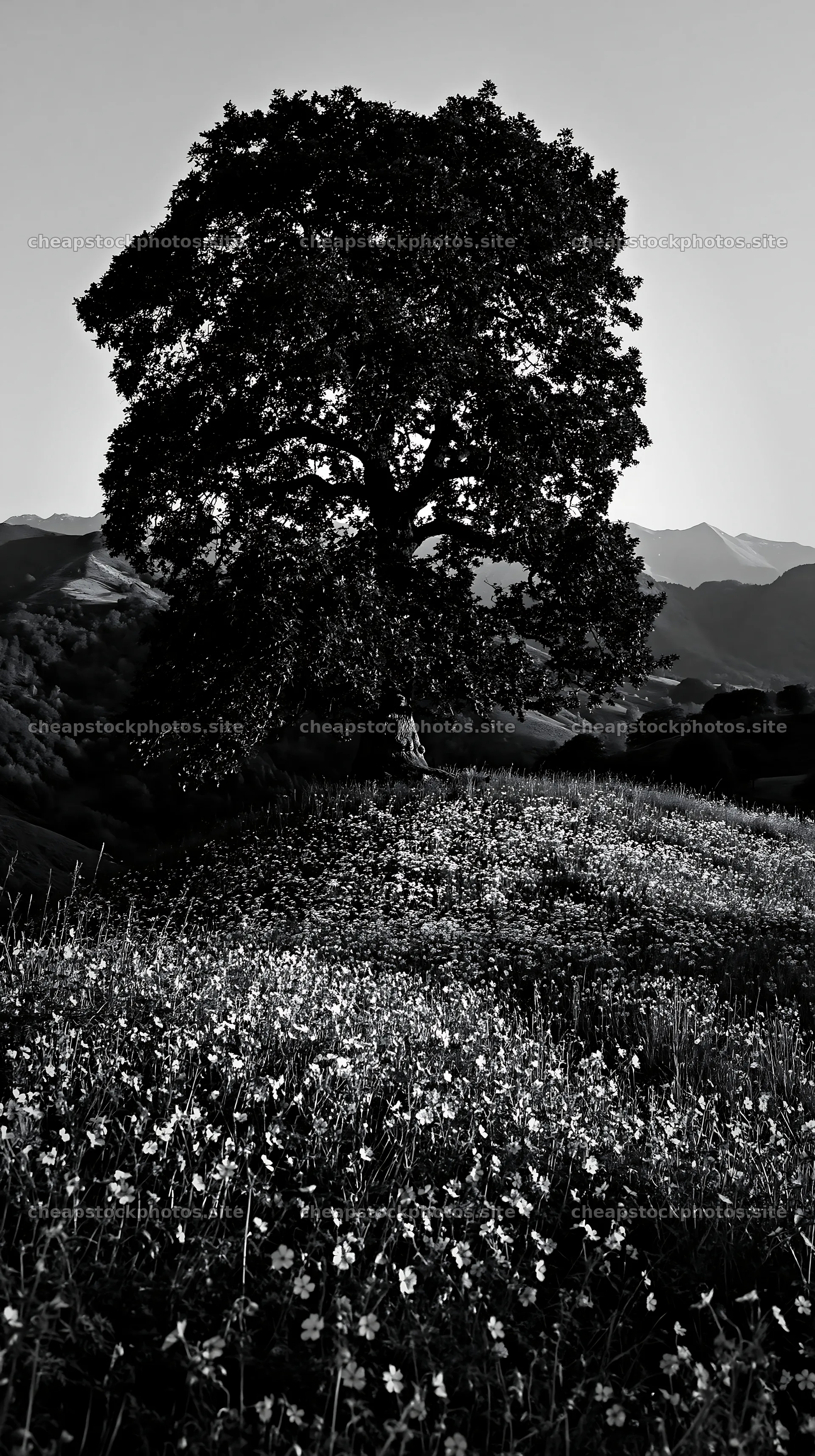 Meadow with tree in the Pyrenees mountains – stock photos 5938x10608