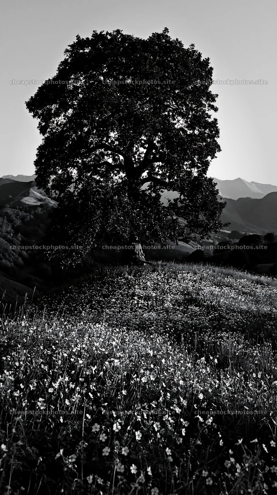 Meadow with tree in the Pyrenees mountains – stock photos 5938x10608