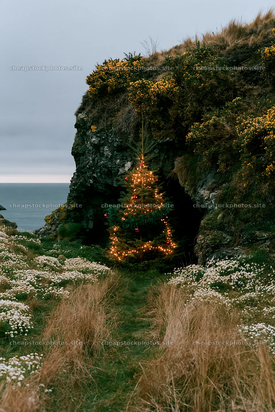 Christmas tree beside cave in meadow along coastline – stock photos 6480x9722