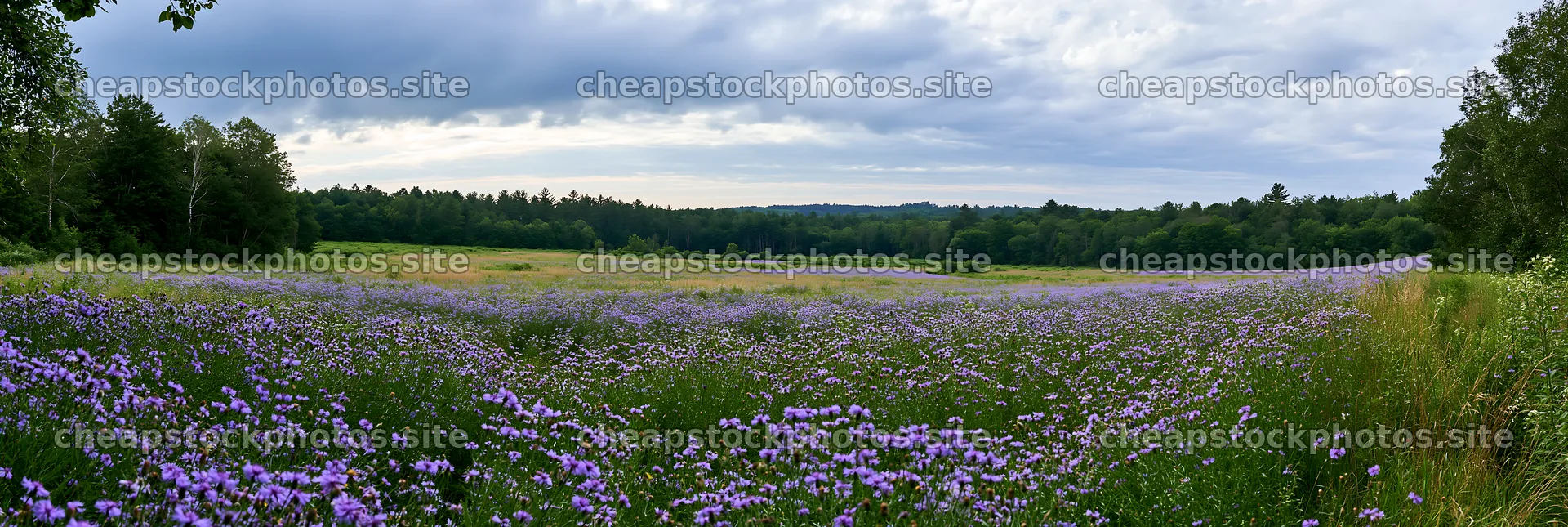 Violet knapweed meadow under cloudy skies – stock photos 13690x4602