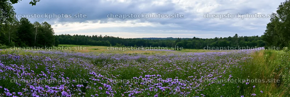 Violet knapweed meadow under cloudy skies – stock photos 13690x4602